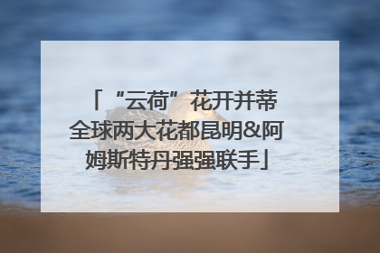 “云荷”花开并蒂 全球两大花都昆明&阿姆斯特丹强强联手