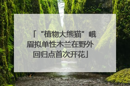 “植物大熊猫”峨眉拟单性木兰在野外回归点首次开花