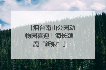 烟台南山公园动物园喜迎上海长颈鹿“新娘”