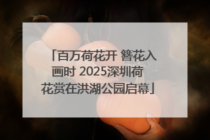 百万荷花开 簪花入画时 2025深圳荷花赏在洪湖公园启幕
