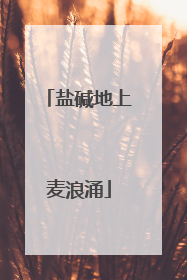 盐碱地上麦浪涌
