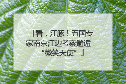 看，江豚！五国专家南京江边考察邂逅“微笑天使”