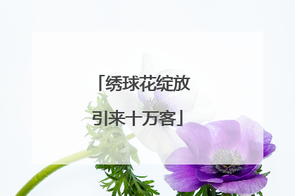 绣球花绽放 引来十万客