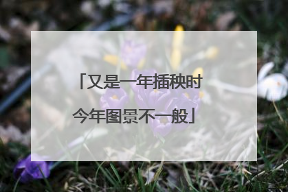 又是一年插秧时 今年图景不一般