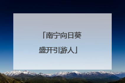 南宁向日葵盛开引游人