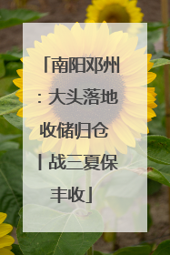 南阳邓州：大头落地 收储归仓丨战三夏保丰收