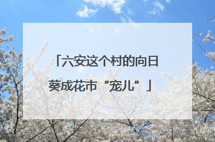 六安这个村的向日葵成花市“宠儿”