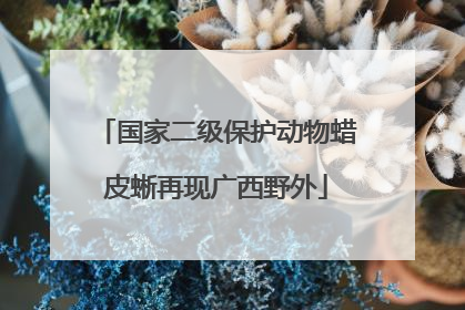 国家二级保护动物蜡皮蜥再现广西野外
