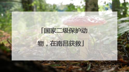 国家二级保护动物，在南昌获救