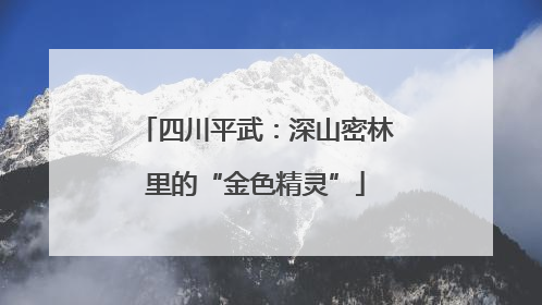 四川平武：深山密林里的“金色精灵”
