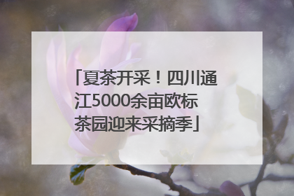 夏茶开采！四川通江5000余亩欧标茶园迎来采摘季