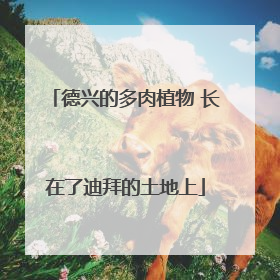 德兴的多肉植物 长在了迪拜的土地上