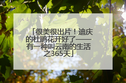 很美很出片！迪庆的杜鹃花开好了——有一种叫云南的生活之365天