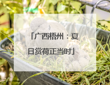 广西梧州：夏日赏荷正当时