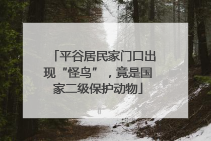 平谷居民家门口出现“怪鸟”，竟是国家二级保护动物