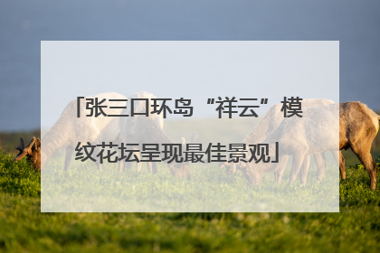 张三口环岛“祥云”模纹花坛呈现最佳景观