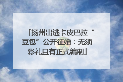 扬州出逃卡皮巴拉“豆包”公开征婚：无须彩礼且有正式编制