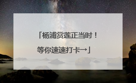 杨浦赏莲正当时！等你速速打卡→