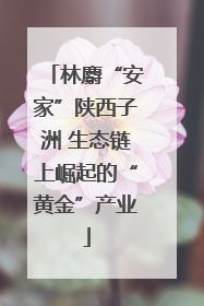 林麝“安家”陕西子洲 生态链上崛起的“黄金”产业