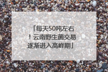 每天50吨左右！云南野生菌交易逐渐进入高峰期