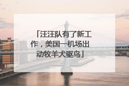 汪汪队有了新工作，美国一机场出动牧羊犬驱鸟