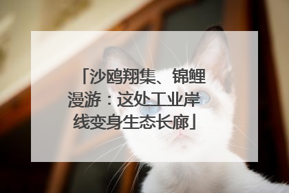 沙鸥翔集、锦鲤漫游：这处工业岸线变身生态长廊