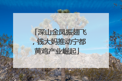 深山金凤振翅飞，钱大妈推动宁都黄鸡产业崛起