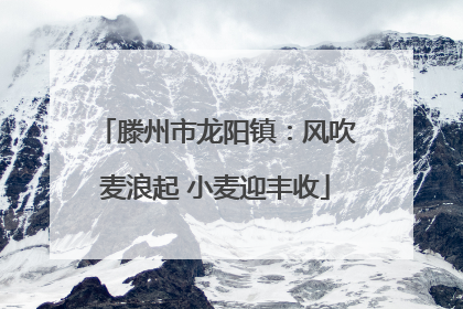 滕州市龙阳镇：风吹麦浪起 小麦迎丰收