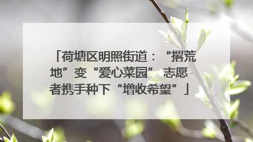 荷塘区明照街道：“撂荒地”变“爱心菜园” 志愿者携手种下“增收希望”
