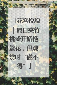 花容悦貌｜夏日夹竹桃盛开娇艳繁花，但观赏时“碰不得”