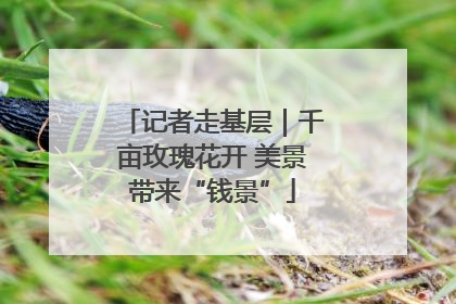 记者走基层｜千亩玫瑰花开 美景带来“钱景”
