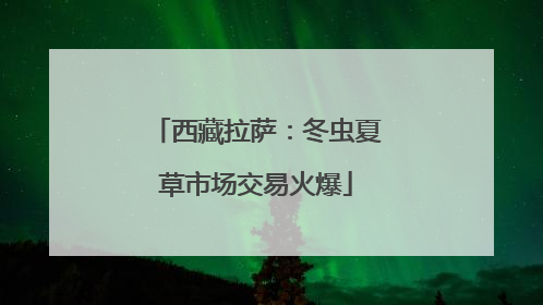 西藏拉萨：冬虫夏草市场交易火爆