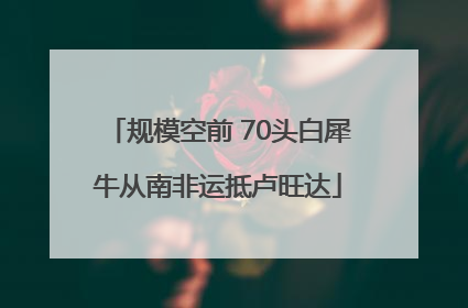 规模空前 70头白犀牛从南非运抵卢旺达