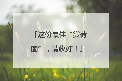 这份最佳“赏荷图”，请收好！