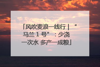 风吹麦浪一线行｜“马兰 1 号”：少浇一次水 多产一成粮