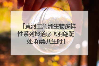 黄河三角洲生物多样性系列报道②飞羽翩跹处 和美共生时